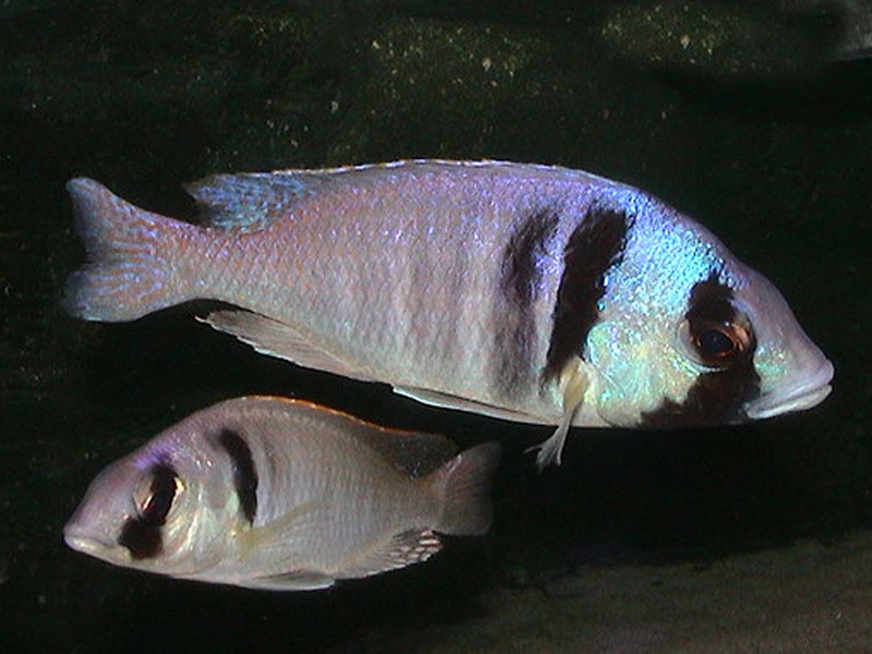 Placidochromis electra 'Londo Bay'